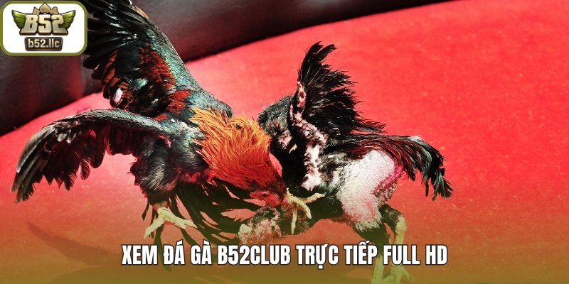 Xem đá gà B52club trực tiếp full HD