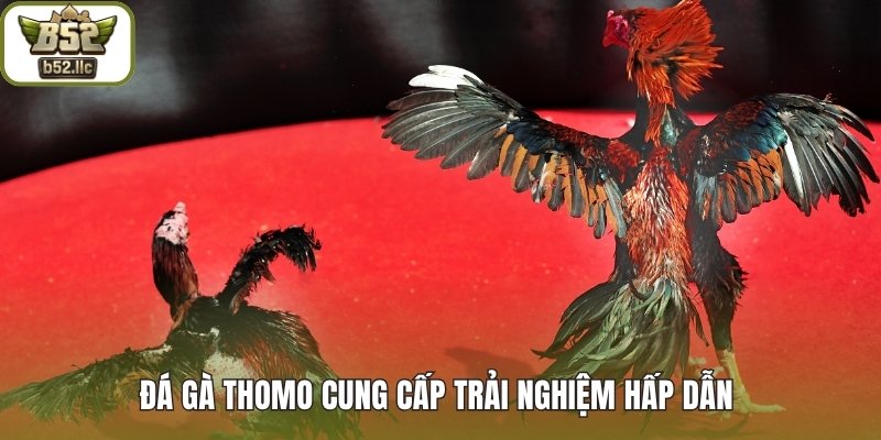 Đá gà thomo cung cấp trải nghiệm cá cược hấp dẫn